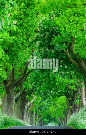 Kastanien und Linden in einer Allee auf der Insel Rügen, Putbus, Baum, Rügen, Ostsee, Mecklenburg-Vorpommern, Deutschland Stockfoto