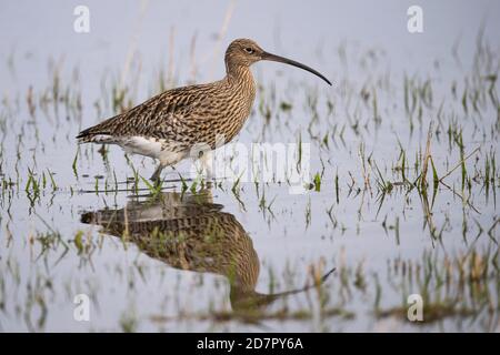 Eurasische Curlew ( Numenius arquata) auf einer feuchten Wiese, Goldenstedt, Niedersachsen, Deutschland Stockfoto