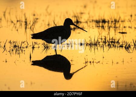 Silhouette eines Schwarzschwanzgottes ( Limosa limosa) im Abendlicht, nasse Wiese, Dämmerung Tiefland, Lembruch, Niedersachsen, Deutschland Stockfoto