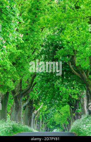 Kastanien und Linden in einer Allee auf der Insel Rügen, Putbus, Baum, Rügen, Ostsee, Mecklenburg-Vorpommern, Deutschland Stockfoto