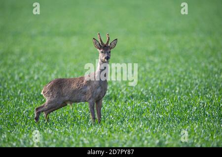 Hope Europäischer Reh ( Capreolus capreolus) Bock, Oldenburger Münsterland, Vechta, Niedersachsen, Deutschland Stockfoto