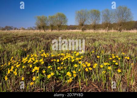 Blühender Marschmarmeltier (Caltha palustris) in Feuchtwiese, Oxbog, Tieflanddüne, Lembruch, Niedersachsen, Deutschland Stockfoto