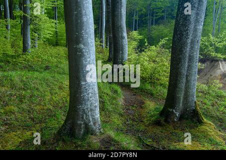 Weg entlang der Buchenwälder (Fagus sylvatica) an den Kreidefelsen Rügen, Nationalpark Jasmund, Wald, Sassnitz, Mecklenburg-Vorpommern Stockfoto