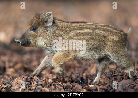 Wildschwein (Sus scrofa) Laufjunge, Teutoburger Wald, Niedersachsen, Deutschland Stockfoto