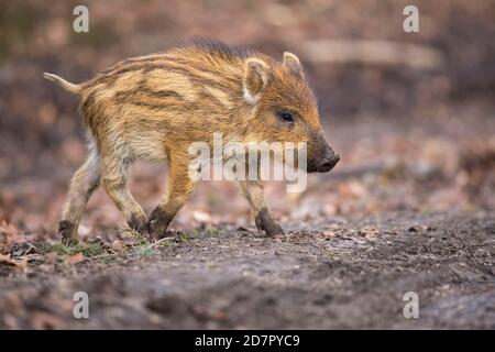 Wildschwein (Sus scrofa) Laufjunge, Teutoburger Wald, Niedersachsen, Deutschland Stockfoto