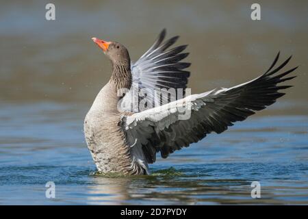 Graugans (anser anser) schlägt seine Flügel, schwimmend auf einem See, Hannover, Niedersachsen, Deutschland Stockfoto