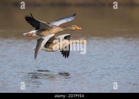 Zwei Graugänse ( anser anser) fliegen über einen See, Hannover, Niedersachsen, Deutschland Stockfoto