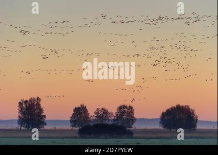 Greylag-Gans ( anser anser) vor dem roten Abendhimmel ziehen, Zugvogel, Vogelzug, Rehdener Geestmoor, Niedersachsen, Deutschland Stockfoto