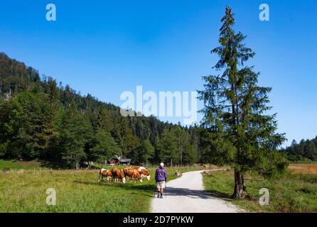 Wanderweg vom Schwarzensee zur Moosalm mit einer Herde Kühe auf der Alp, Gemeinde St.Wolfgang, Salzkammergut, Oberösterreich, Österreich Stockfoto