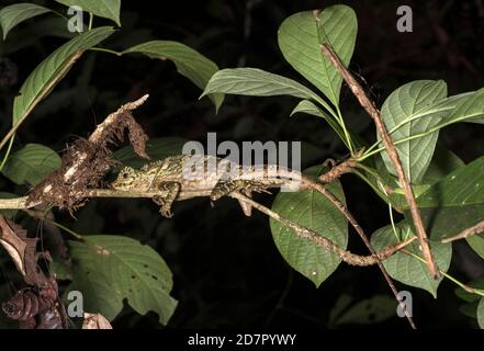 Borneo Anglehead Eidechse (Gonocephalus bornensis), Familie der Agamidae Danum Valley Conservation Area, Sabah, Borneo, Malaysia Stockfoto