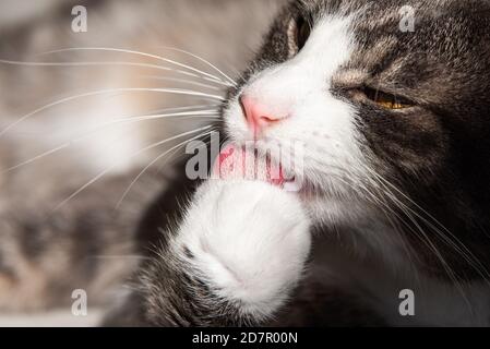 Lustige gestreifte Katze lecken Pfote aus der Nähe Stockfoto