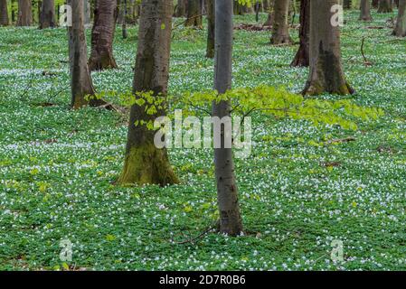 Buchenwald mit Waldanemonen (Anemone nemorosa) im Frühjahr, Insel Rügen, Puttbus, Mecklenburg-Vorpommern, Deutschland Stockfoto