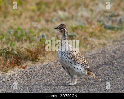 Schwanzhuhn, Tympanuchus phasianellus, im Theodore Roosevelt National Park, North Dakota, USA Stockfoto