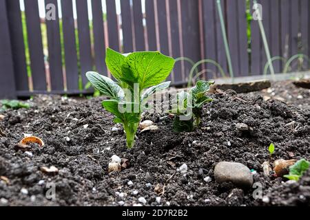 Junge Kartoffelpflanzen wachsen im Garten Stockfoto