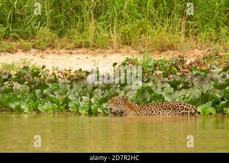 Die große Dürre des brasilianischen Pantanal 2020 Stockfoto