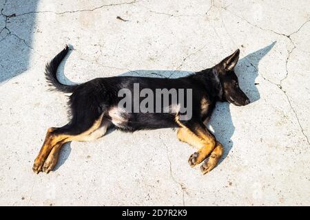 Cute schwarz King Shepherd liegt auf dem Boden auf einem Sonniger Tag im Sommer Stockfoto