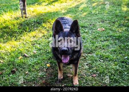 Niedliche schwarze King Shepherd starrte auf die Kamera beim Gehen In einem Park Stockfoto