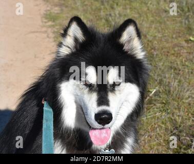 Schöner Tag mit einem Bild perfekt Alaskan malamute Hund. Stockfoto