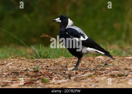 Australian Elster - Gymnorhina tibicen in Australien, Neuseeland, mittelgroße schwarz-weiße Singvögel aus Australien und Süd-New GUI Stockfoto