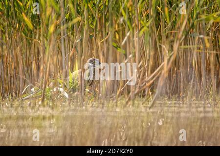 Schwarzkronenreiher - Nycticorax nycticorax Jagd im Schilf, mittelgroße Reiher, die oft wandernd sind. Stockfoto