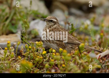 Australasian pipit - Anthus novaeseelandiae kleiner Singvogel aus offenem Land in Australien, Neuseeland und Neuguinea. Es gehört zum Pipit-Gen Stockfoto