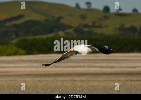 Südmöwe - Larus dominicanus - karoro in maori, auch bekannt als Kelp Gull oder Dominikaner oder Kapmöwe, brütet an Küsten und Inseln durch Stockfoto