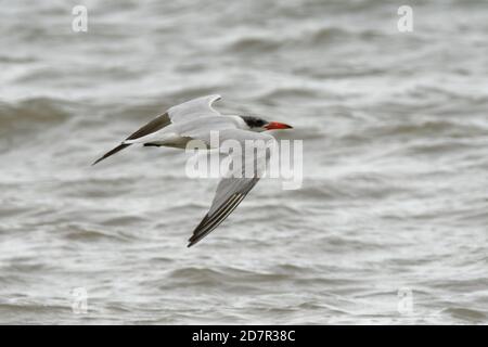 Raubseeschwalbe, Sterna caspia (Hydroprogne Caspia) ist eine Pflanzenart aus der Gattung der tern, der weltweit größten ternwith. Nordamerika, vor Ort in Europa, Asien Stockfoto