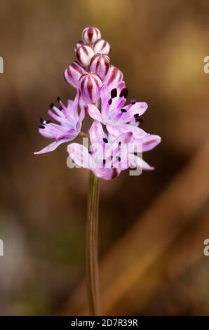 Rose und lila Blütenstand des Herbstkellers (Scilla autumnalis) vor einem braunen, unscharf, natürlichen Hintergrund. Parque Natural da Arrabida, Setu Stockfoto