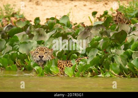 Die große Dürre des brasilianischen Pantanal 2020 Stockfoto