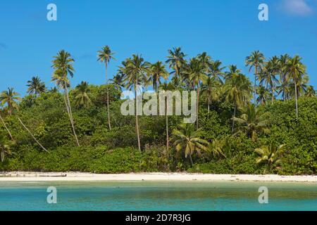 Palmen und Strand, Motutapu Island, Muri Lagoon, Rarotonga, Cook Islands, Südpazifik Stockfoto