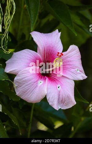 Hibiskusblüte, Rarotonga, Cookinseln, Südpazifik Stockfoto