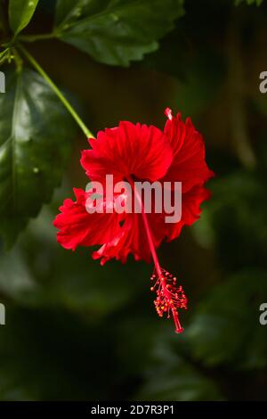 Roter Hibiskus (Hibiscus rosa-sinensis), Rarotonga, Cookinseln, Südpazifik Stockfoto