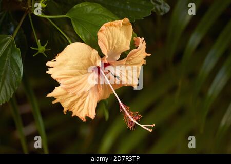 Hibiskusblüte, Rarotonga, Cookinseln, Südpazifik Stockfoto