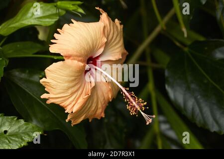 Hibiskusblüte, Rarotonga, Cookinseln, Südpazifik Stockfoto