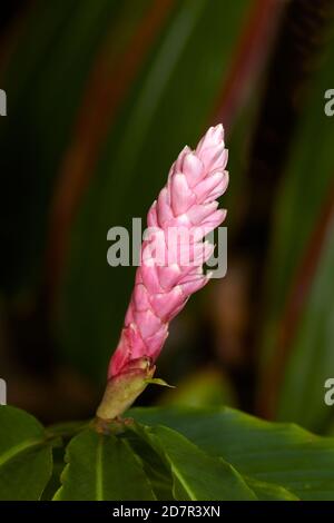 Rosafarbene Ingwerblume, Rarotonga, Cookinseln, Südpazifik Stockfoto