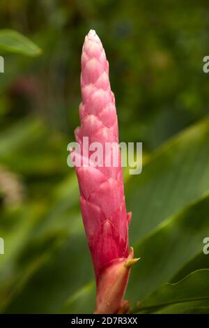 Rosafarbene Ingwerblume, Rarotonga, Cookinseln, Südpazifik Stockfoto