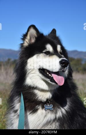 Wunderschöne flauschige Alaskan Malamute Hund mit langen zotteligen Fell. Stockfoto