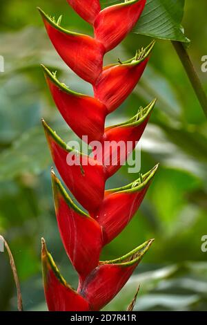 Rote Hummerklaue (Heliconia caribaea), Maire Nui Gardens, Titakaveka, Rarotonga, Cookinseln, Südpazifik Stockfoto