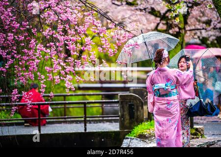 Kyoto, Japan - 10. April 2019: Kirschblüten Sakura Bäume im Frühling Blumen in Philosopher's Walk Pfad Garten Park am Fluss und Frau in Kimono Kleid Stockfoto