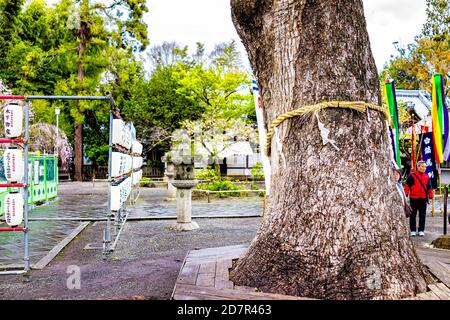 Kyoto, Japan - 10. April 2019: Hirano Shinto-Schrein mit Sakura und Baumverehrung mit Seil, um ihn herum mit Papier gebunden shide und Menschen im Gartenpark Stockfoto