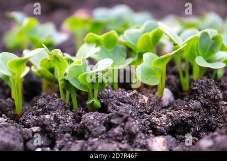 Seitenansicht der grünen Rettich Sämlinge sprießen Stockfoto