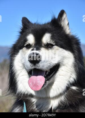 Nahaufnahme Schauen Sie in das Gesicht eines zackigen Alaskan Malamute Hundes. Stockfoto