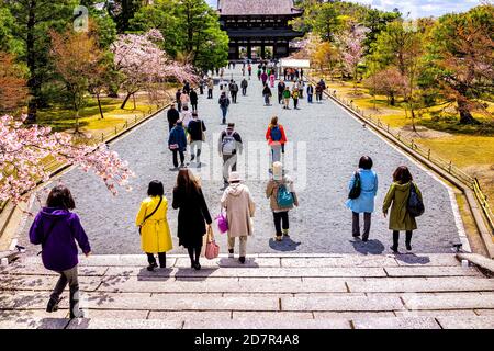 Kyoto, Japan - 10. April 2019: Kirschblüten Blumen Bäume im Frühling am Ninna-ji Tempel mit Menschen Touristen zu Fuß Treppen und Tor Stockfoto
