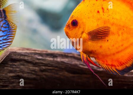 Nahaufnahme der wunderschönen roten Melone Diskus Aquarium Fische. Hobby-Konzept. Stockfoto