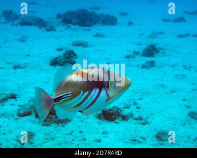 Picasso-Triggerfisch (Rhinecanthus aculeatus), Rarotonga, Cook-Inseln, Südpazifik Stockfoto