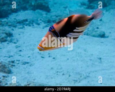 Picasso-Triggerfisch (Rhinecanthus aculeatus), Rarotonga, Cook-Inseln, Südpazifik Stockfoto