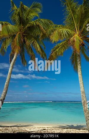 Kokospalmen und Strand, Takitimu District, Rarotonga, Cook Islands, Südpazifik Stockfoto
