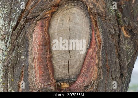 Alte Holz Rinde Baum Textur Hintergrund Muster Stockfoto