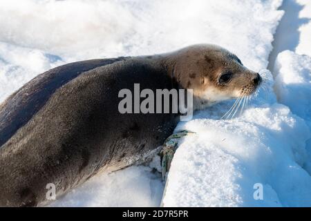 Ein ausgewachsener grauer Harfensiegel liegt auf einem weißen Ufer aus Schnee und Eis. Das große Tier hat hellgraues Fell mit dunklen Flecken auf der Haut. Stockfoto