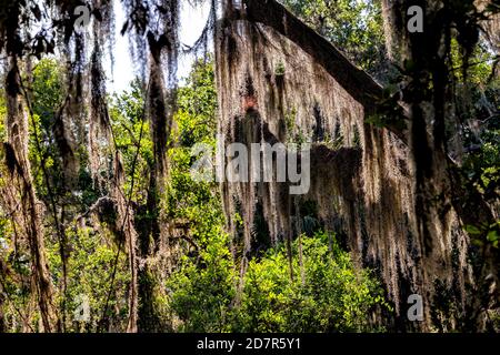 Eichen am Deep Hole Sinkhole Wanderweg bedeckt Spanisches Moos am Myakka River State Park in Sarasota Florida Stockfoto
